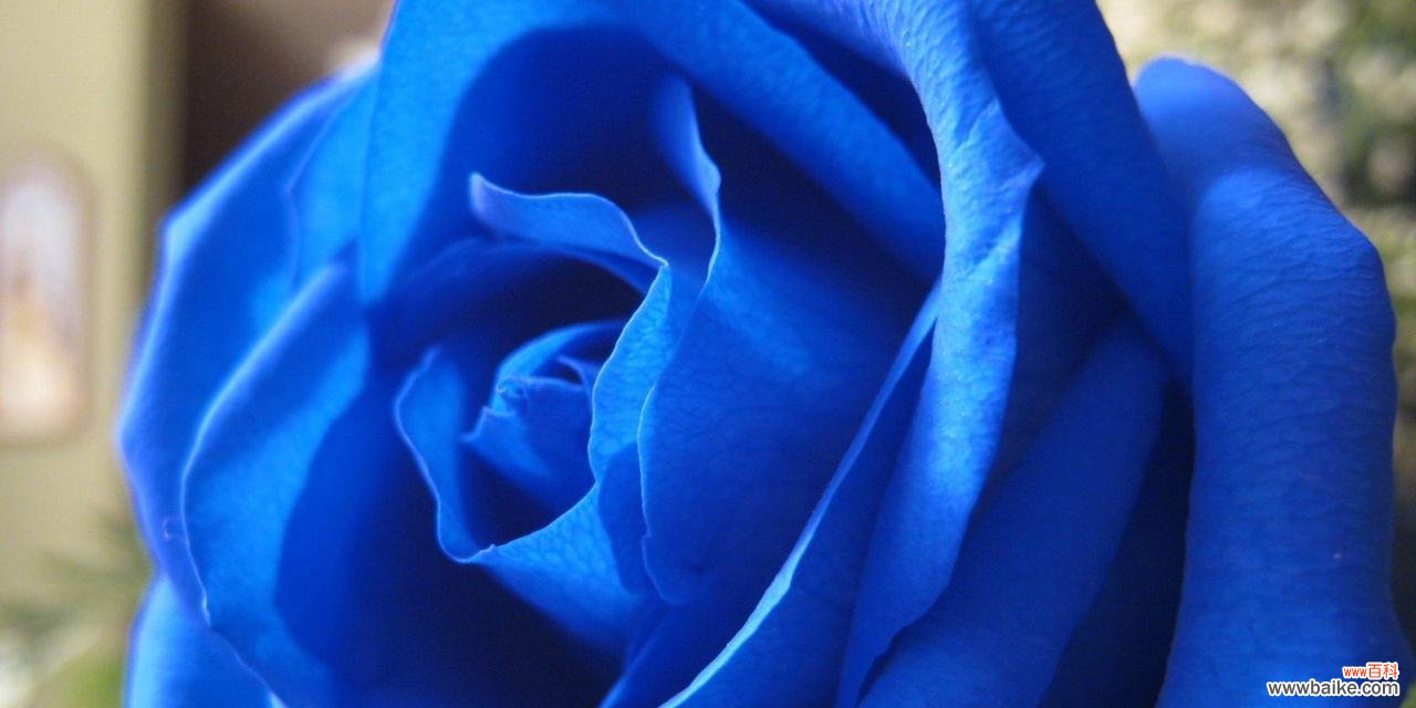 蓝色玫瑰花的寓意有何起源？