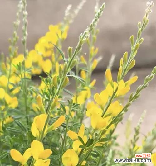 浅黄色的花有什么寓意?你知道吗?