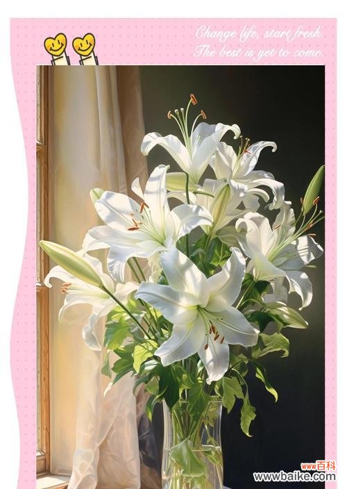 菊色花的寓意和花语是什么？菊色花有哪些寓意？