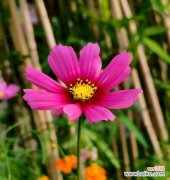 菊色花的寓意和花语是什么？菊色花有哪些寓意？