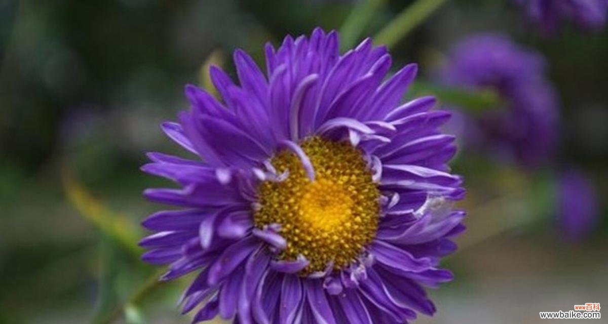 菊色花的寓意和花语是什么？菊色花有哪些寓意？