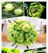 探寻花的秘密和情感的表达 花语之美