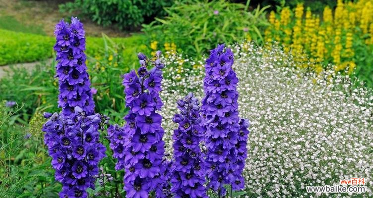 以花语为媒,友情永恒如花开 花开友情,以花语传递真挚情感