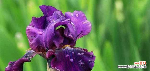 揭开绝望和悲伤的花语面纱 花开绝望,花谢悲伤