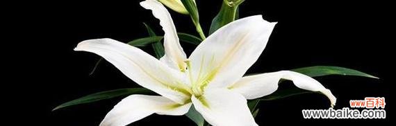 黄百合花的象征意义及其生长环境 黄百合花的寓意——美丽坚毅