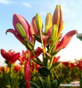 深入解读黄百合的情感寓意与文化价值 黄百合花语的含义与传承