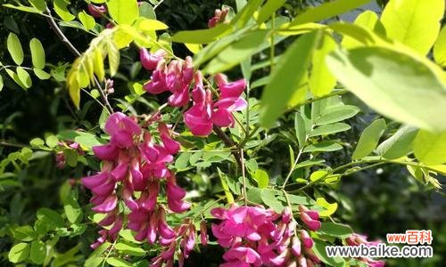 槐花,散发着自由与希望的芬芳 槐花的花语