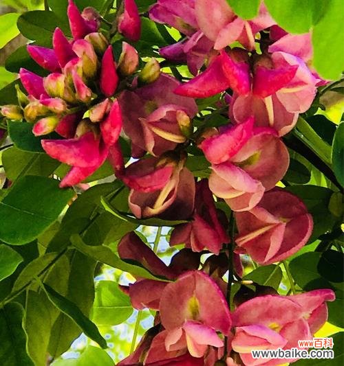 槐花,散发着自由与希望的芬芳 槐花的花语