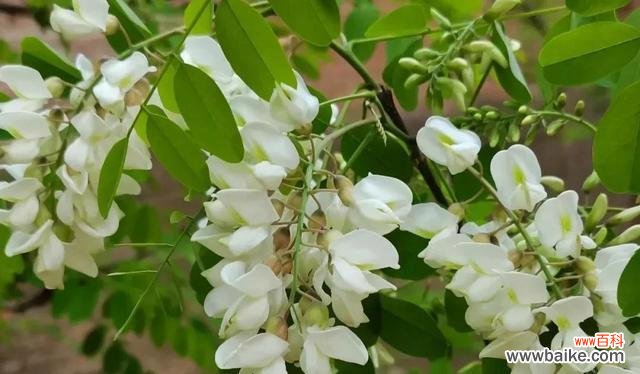 槐花,散发着自由与希望的芬芳 槐花的花语
