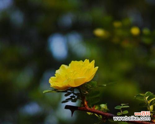 以黄刺玫为主题的花语深意及象征意义 黄刺玫的花语