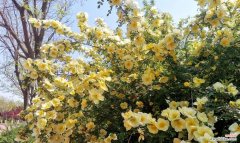 以黄刺玫为主题的花语深意及象征意义 黄刺玫的花语