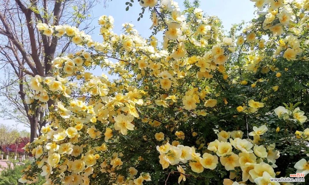 以黄刺玫为主题的花语深意及象征意义 黄刺玫的花语