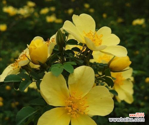 以黄刺玫为主题的花语深意及象征意义 黄刺玫的花语