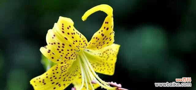 花开花落间,绽放心灵之美 黄百合花语与生活的美好