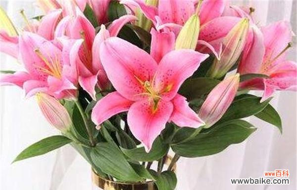 花开花落间,绽放心灵之美 黄百合花语与生活的美好