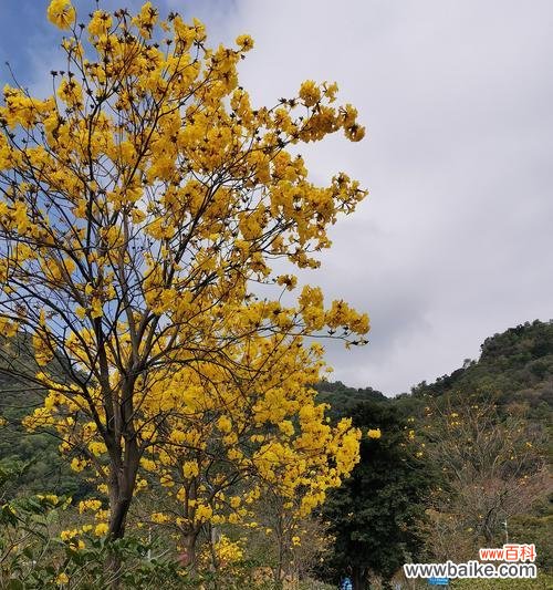 以花开的喜悦与生命的坚韧 黄花风铃木的寓意与象征意义