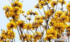 以花开的喜悦与生命的坚韧 黄花风铃木的寓意与象征意义