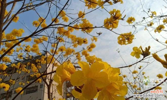 探寻黄花风铃木的美丽寓意与生命力 黄花风铃木的花语——盛放幸福的象征