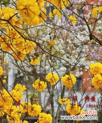 探寻黄花风铃木的美丽寓意与生命力 黄花风铃木的花语——盛放幸福的象征