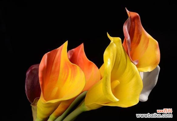 揭示马蹄莲花的深刻象征意义和美丽形态 白色马蹄莲花的美丽与含义