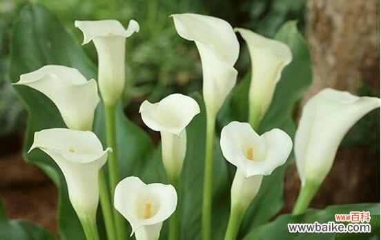 揭示马蹄莲花的深刻象征意义和美丽形态 白色马蹄莲花的美丽与含义