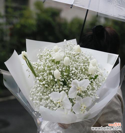 揭开白色满天星的花语之谜 白色满天星的花语