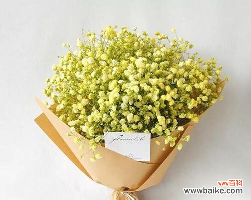 一朵满天星的意义和象征 白色满天星的花语和寓意