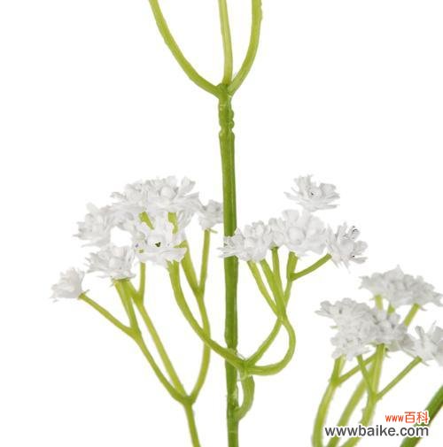 一朵满天星的意义和象征 白色满天星的花语和寓意