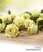 传达真挚感情的白色玫瑰花语 白色玫瑰花语——纯洁与无尽的爱