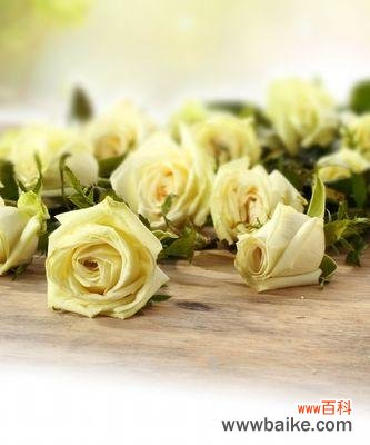 传达真挚感情的白色玫瑰花语 白色玫瑰花语——纯洁与无尽的爱