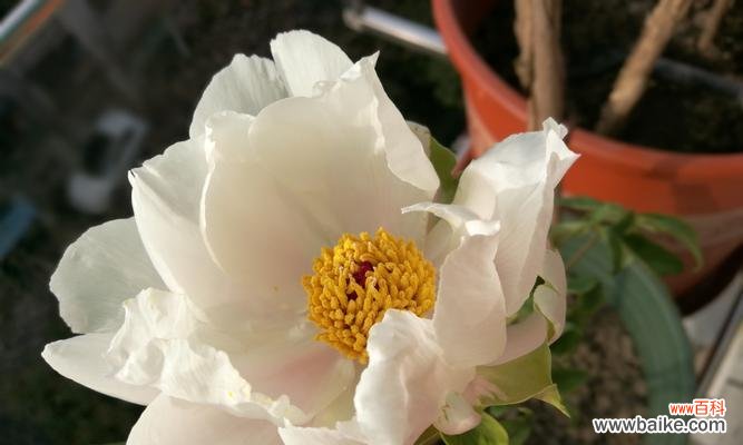 凝视白色牡丹 白色牡丹花