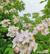 探寻白色蔷薇花的含义和神奇力量 白色蔷薇花语