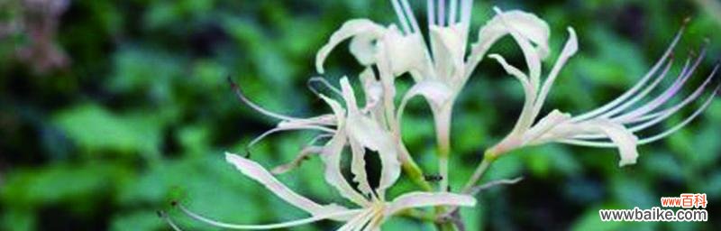 白色曼陀罗 白色曼陀罗的花语——美丽的纯洁与神秘