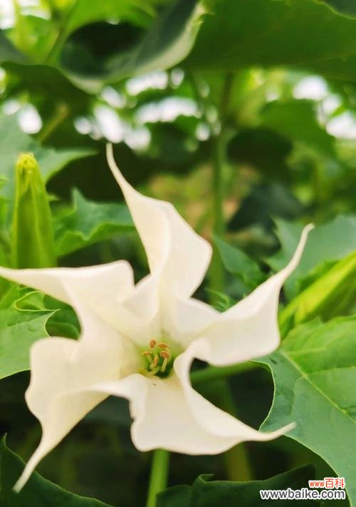 白色曼陀罗 白色曼陀罗的花语——美丽的纯洁与神秘