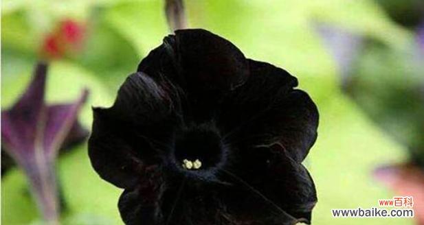 曼陀罗花的花语与象征 白色曼陀罗花语