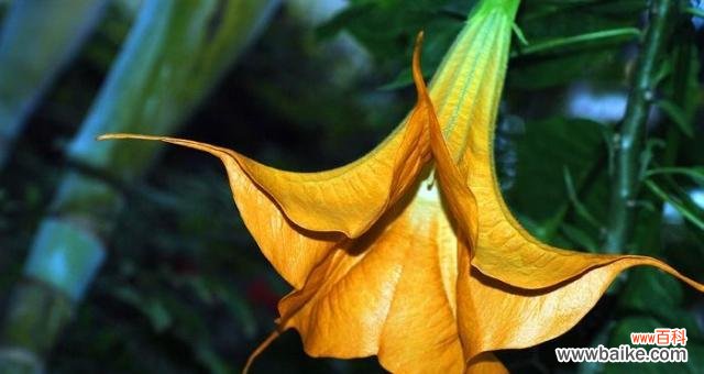 曼陀罗花的花语与象征 白色曼陀罗花语