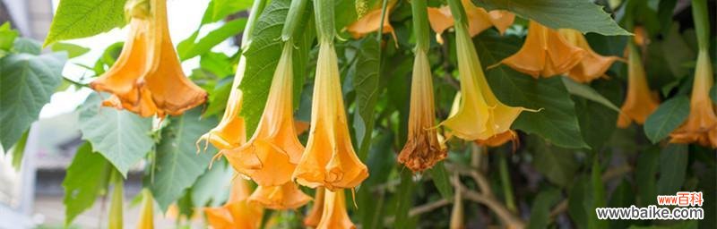 曼陀罗花的花语与象征 白色曼陀罗花语