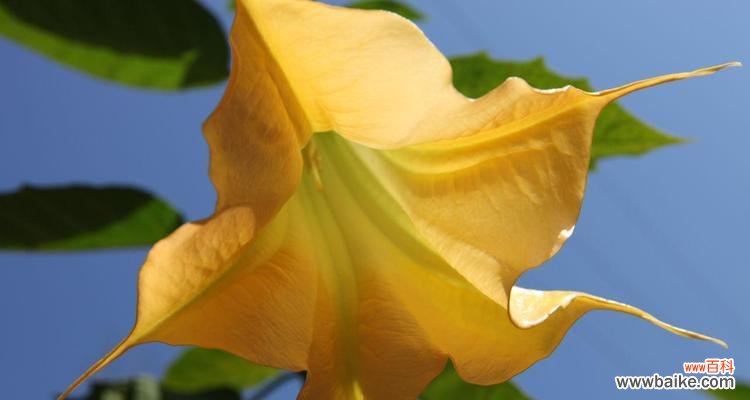 揭开曼陀罗花的花语与传说 白色曼陀罗花的神秘之谜