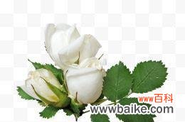 揭秘白色玫瑰背后的情感和文化 白色玫瑰花的含义与象征