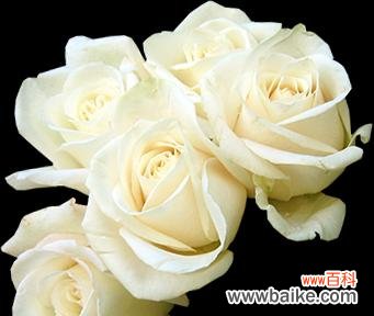 揭秘白色玫瑰背后的情感和文化 白色玫瑰花的含义与象征