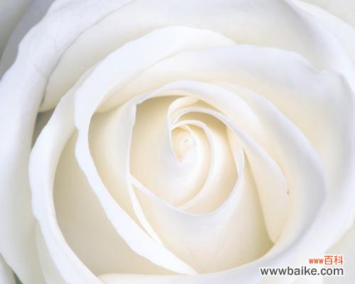揭秘白色玫瑰背后的情感和文化 白色玫瑰花的含义与象征