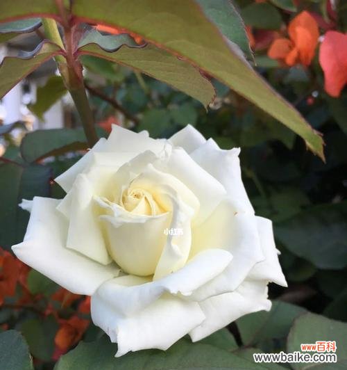 纯洁 白色玫瑰花的寓意与象征