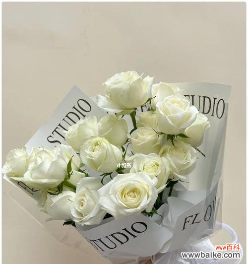 纯洁 白色玫瑰花的寓意