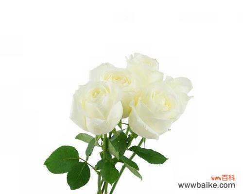 纯洁 白色玫瑰花的寓意