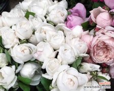 探寻白色玫瑰的花语和象征意义 白色玫瑰花花语之纯洁与爱情