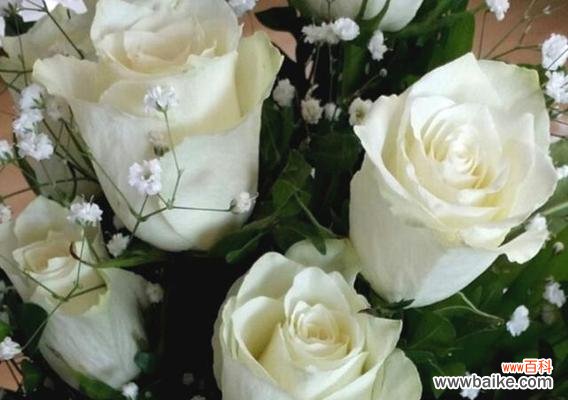 探寻白色玫瑰的花语和象征意义 白色玫瑰花花语之纯洁与爱情