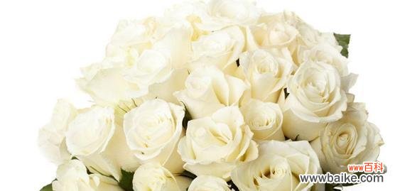 探寻白色玫瑰的花语和象征意义 白色玫瑰花花语之纯洁与爱情