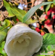 纯洁 白色山茶花的花语及其象征意义