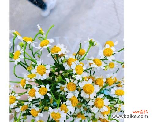 传递纯洁与希望的花朵 白色小雏菊的花语