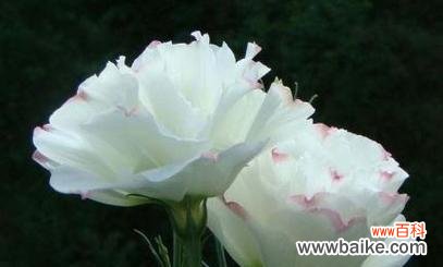 洋桔梗花开 白色洋桔梗的花语-纯洁与祝福